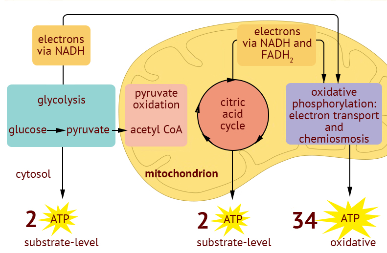 What Is The Final Electron Acceptor In Aerobic Cellular Respiration Quizlet