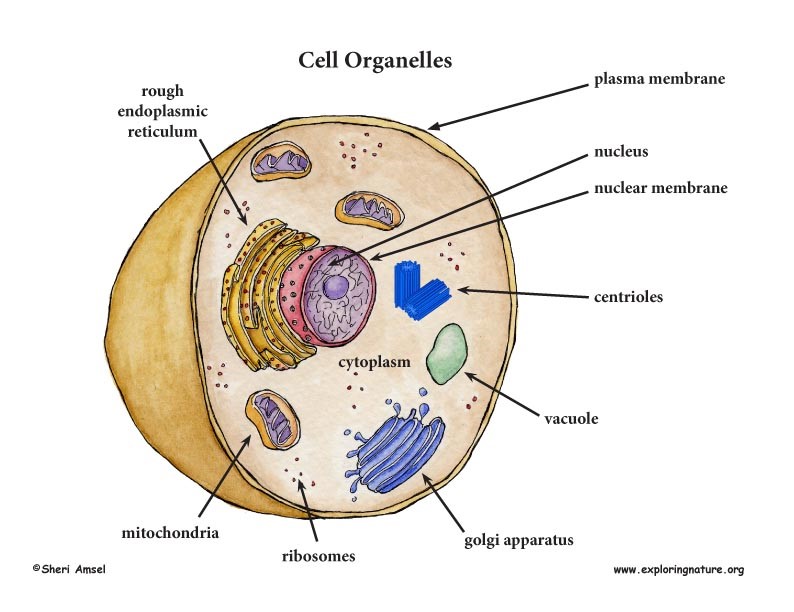 Plant And Animal Cells | Shape & Differences | GCSE ...