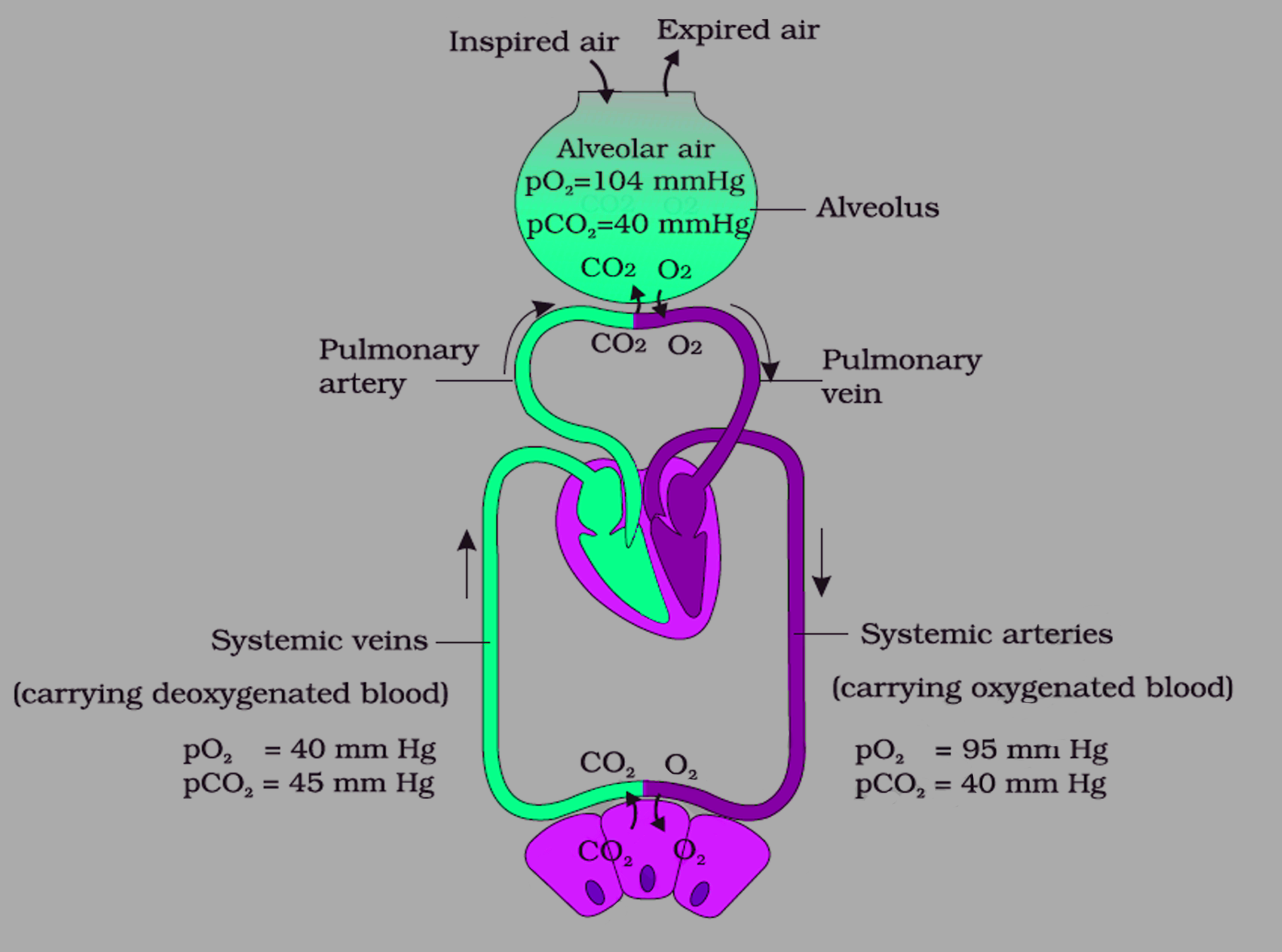 Simple Gas Exchange Alveoli Diagram Diagramaica