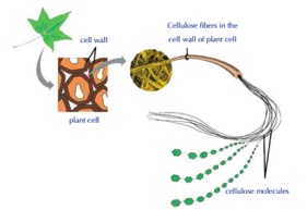 Cell Membrane | Function & Structure | A-Level Biology Revision Notes