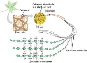 cellulose in plants