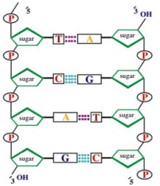 Image result for structure of dna