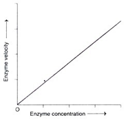 the effect of enzyme concentration on enzyme activity