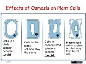 osmosis in animal cells example