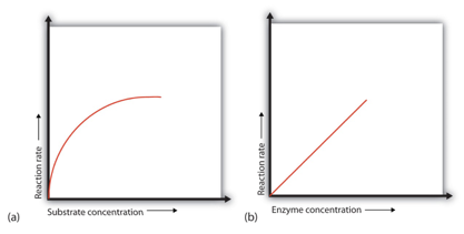 how does enzyme activity vary with enzyme concentration