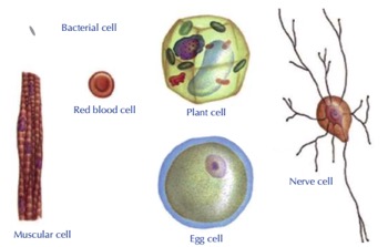 Cell Structure | A-Level Biology Revision Notes
