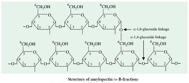 starch structure diagram