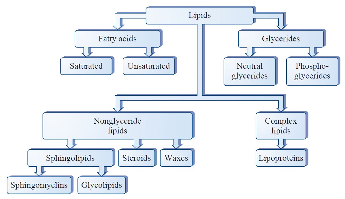 lipids- introduction and classification | a-level biology revision notes
