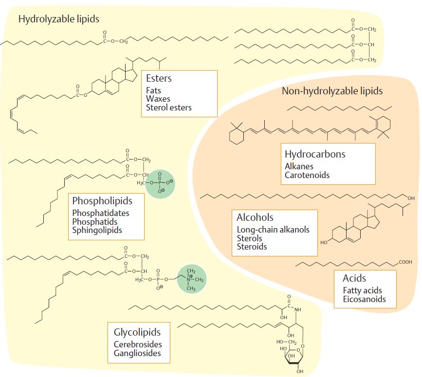 lipidien luokittelu