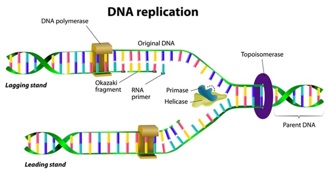 Repair enzymes dna replication