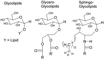 Compound Lipids Phospholipids Glycolipids A Level Notes