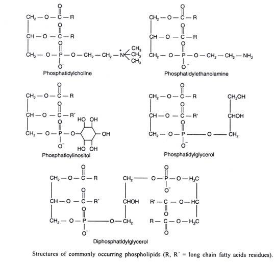 Compound Lipids Phospholipids Glycolipids A Level Notes
