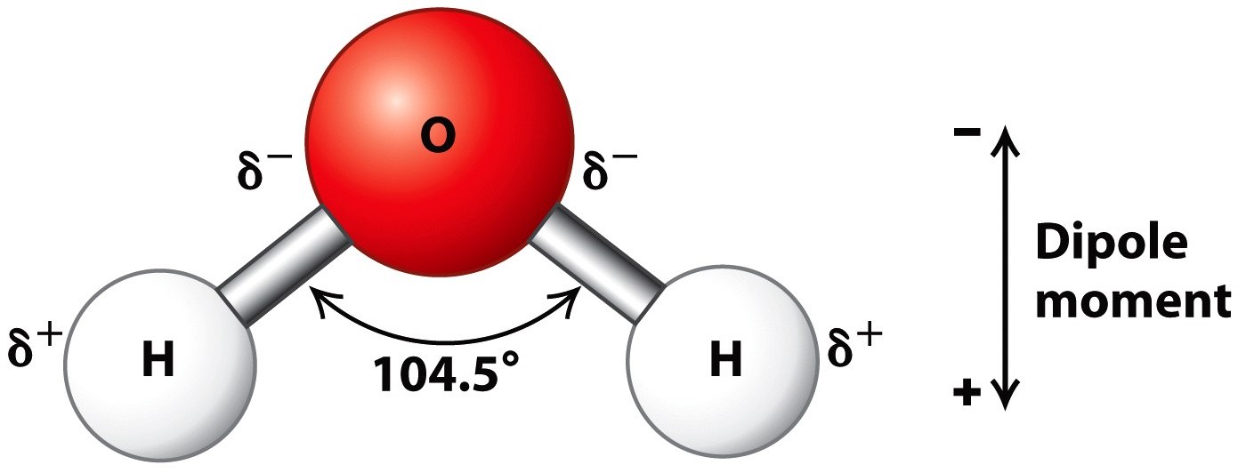 Describe the Structure of a Water Molecule