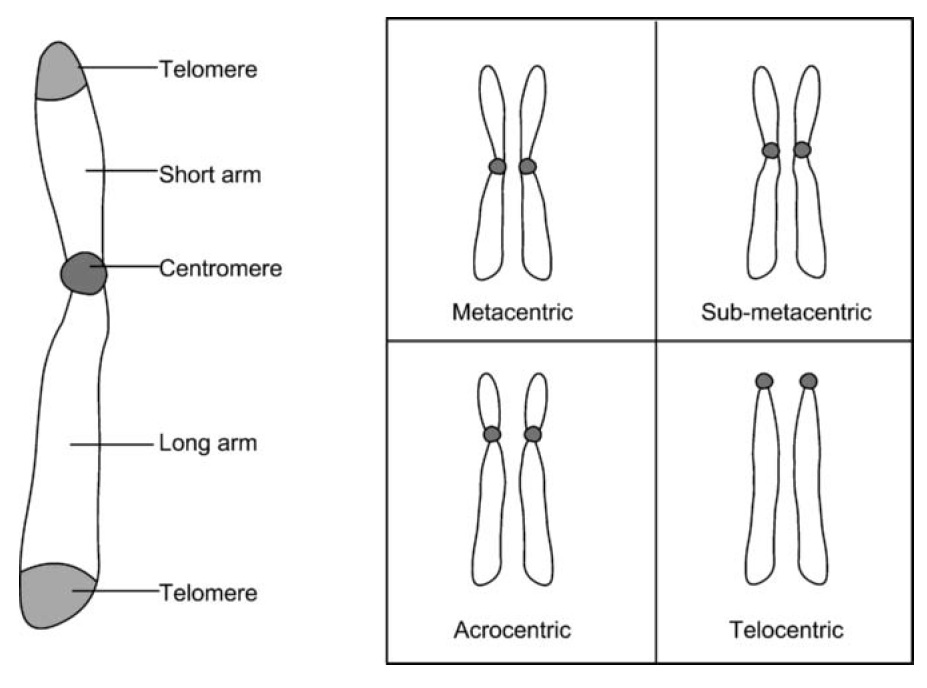 Chromosomes Introduction, Structure & Types A Level Biology Notes