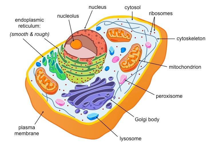 Characteristics Of Eukaryotic Cellular Structures ALevel Biology