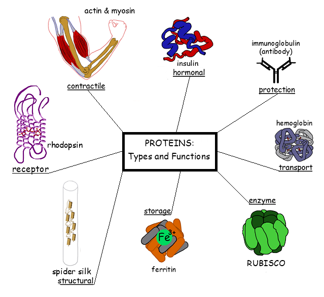 Proteins types and functions Overall Science