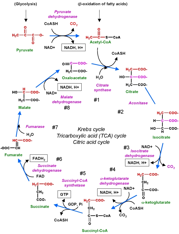 Steps Of The Krebs Cycle