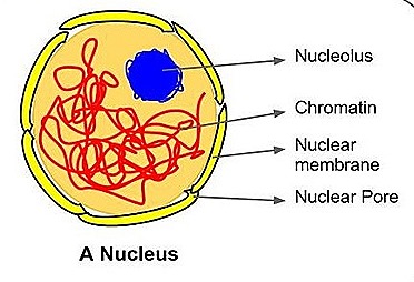 Nucleus - Structure And Functions | A-Level Biology Revision Notes