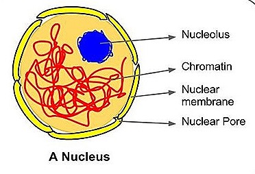 Structure of Nucleus