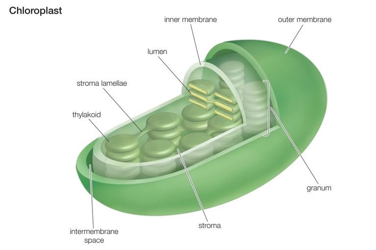 chloroplast unlabeled