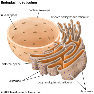 Endoplasmic Reticulum- Structure and Function