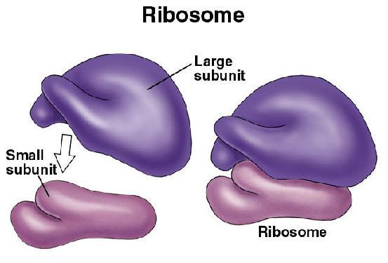 how to draw ribosome diagram easily  YouTube