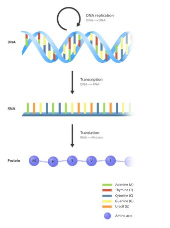 DNA And The Central Dogma | A-Level Biology Revision Notes