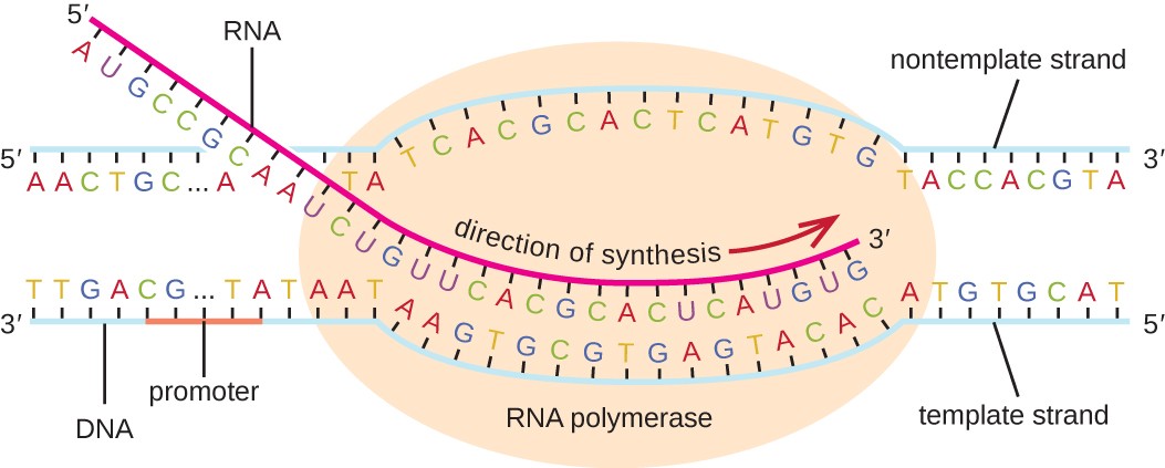 functional-output-of-dna-protein-synthesis-a-level-biology-revision