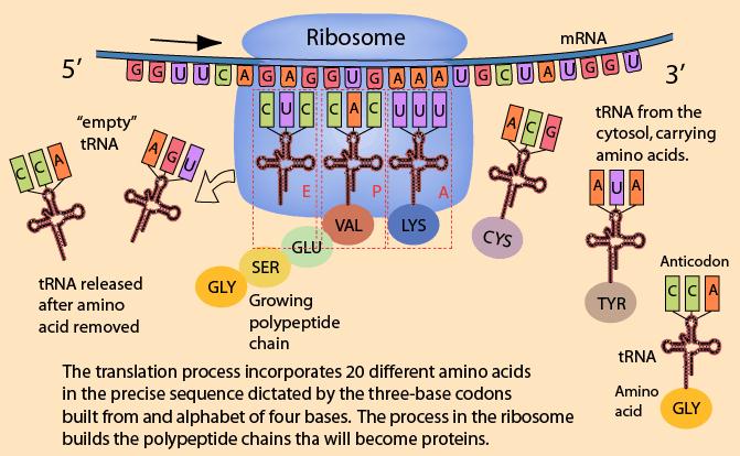 functional-output-of-dna-protein-synthesis-a-level-biology-revision