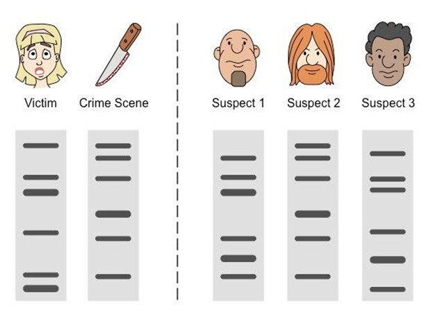 Image result for Genetic fingerprinting