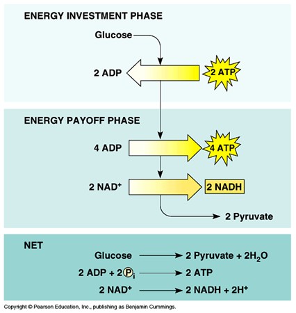 glycolysis diagram simple