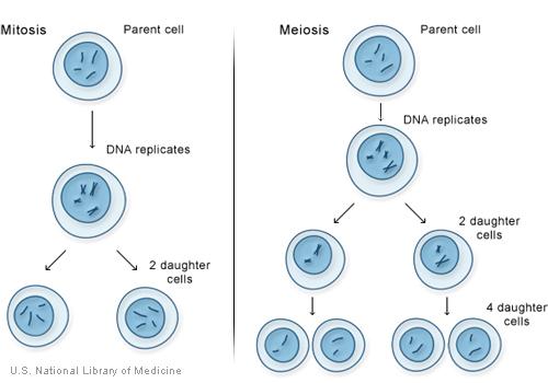 Introduction To DNA Replication | A-Level Biology Revision Notes