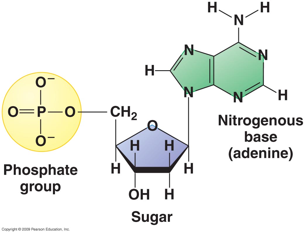 Is Rna Or Dna Made Of Nucleotides