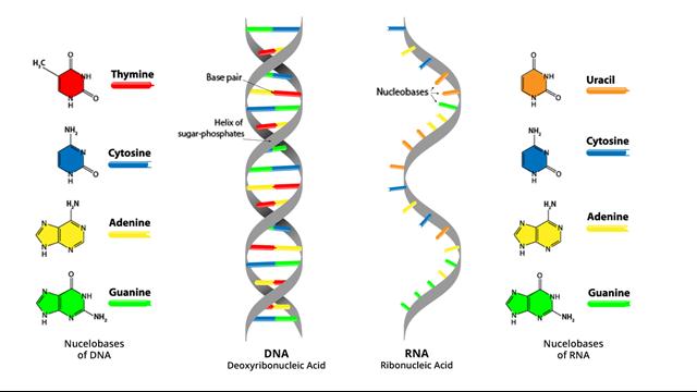 Nucleic Acids  Dna And Rna