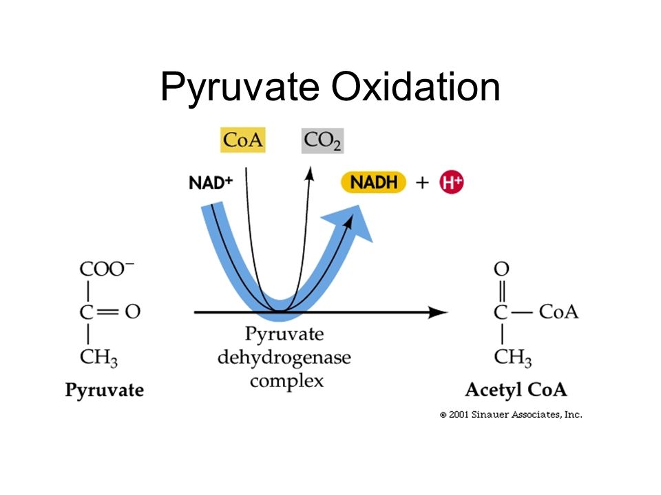 Pyruvate Oxidation And The Krebs Cycle | A-Level Biology Revision Notes