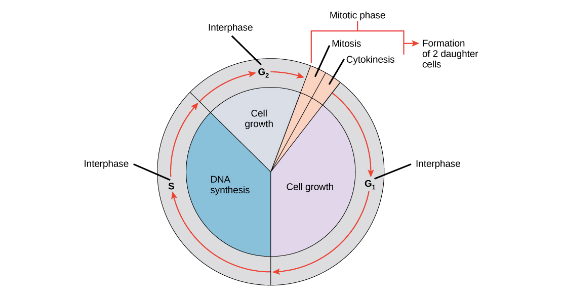 cycle cell interphase mitosis biology level different human