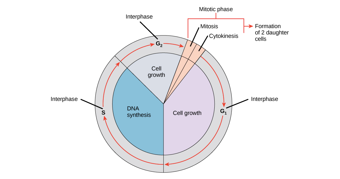 What Are The Stages Of A Cell