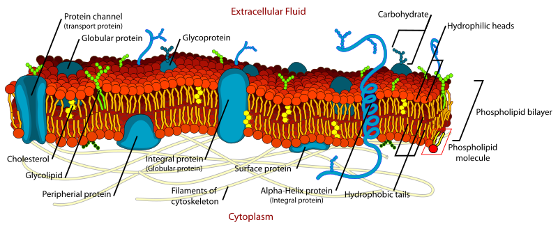 Cell Structure | Membrane & Cytoplasm | GCSE Biology Notes