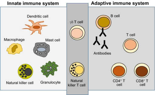 The Immune System A Level Biology Revision Notes