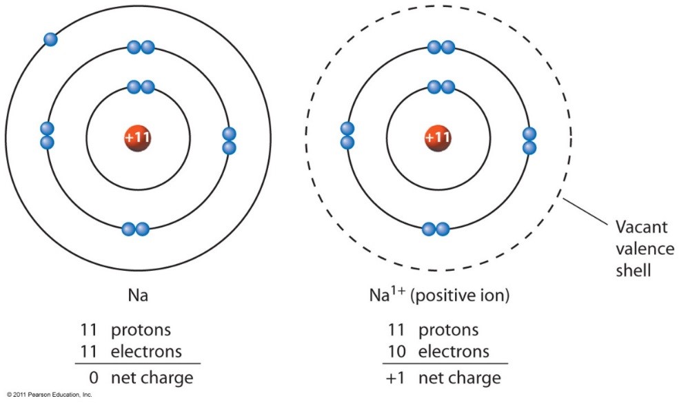 Inorganic Ions | Types, Summary, Classification & Facts
