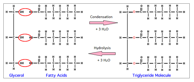 unsaturated fat diagram