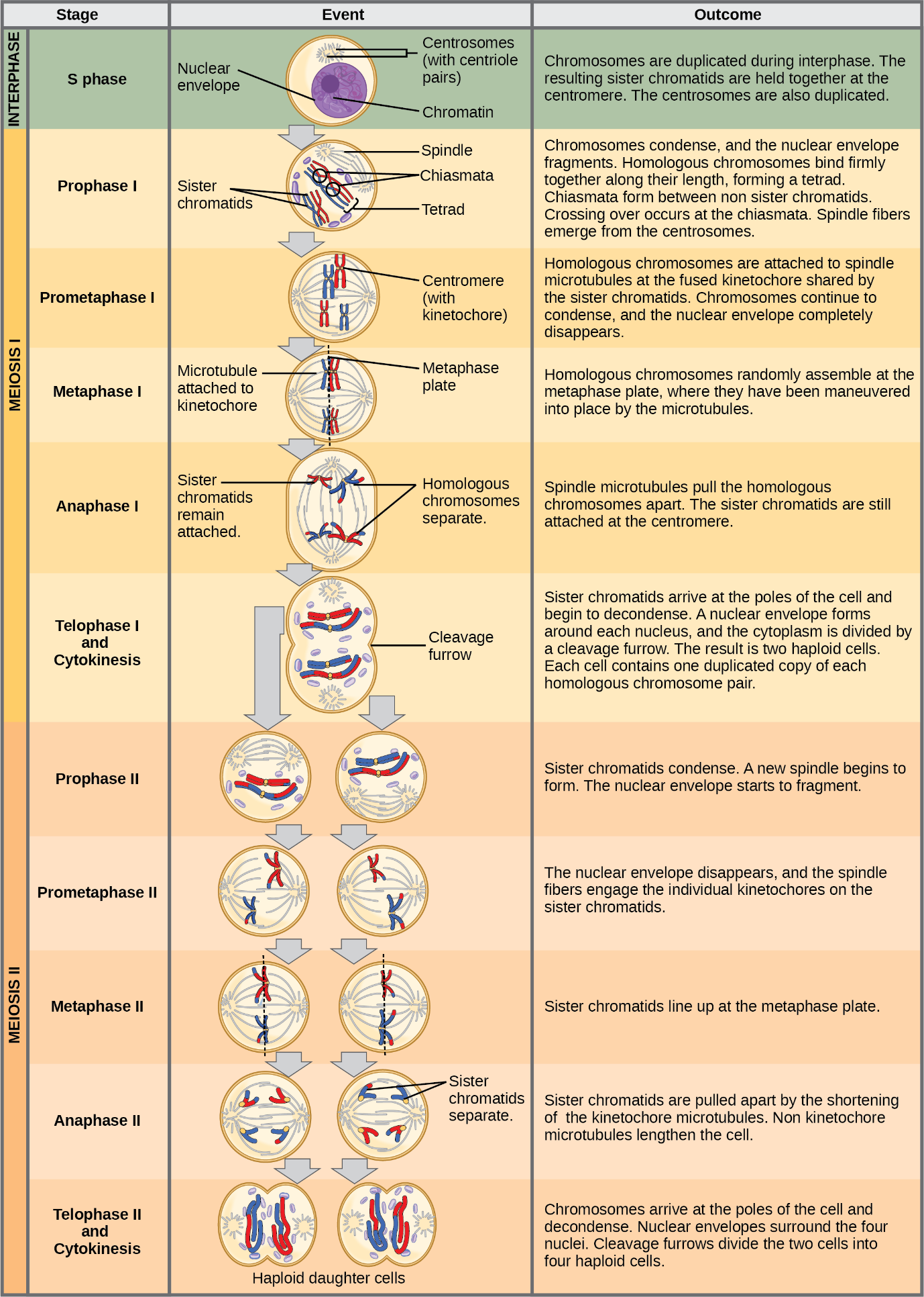 Meiosis Stages Significance Phases And Comparison