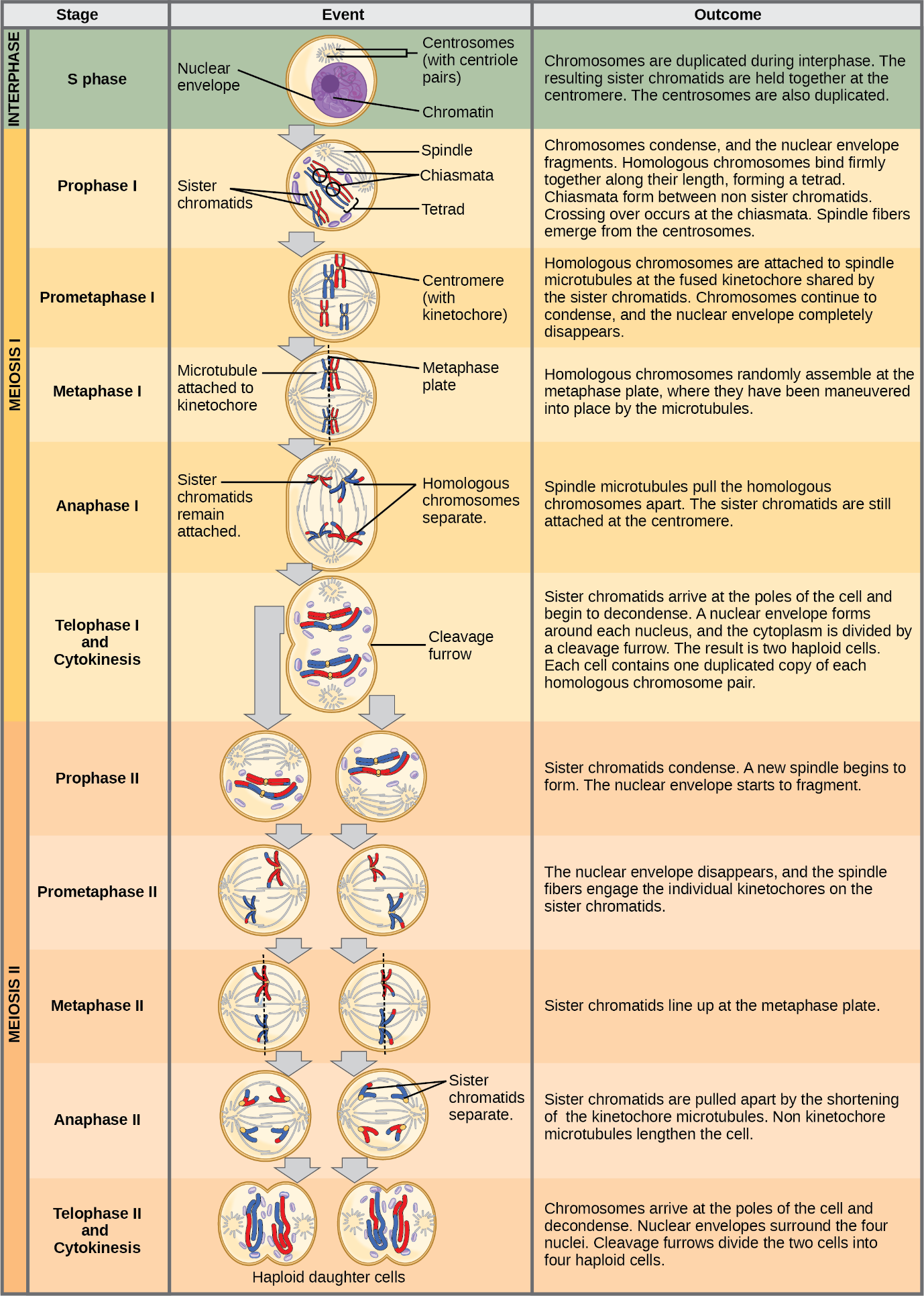 Mitosis And Meiosis Stages   Meiosis 2 