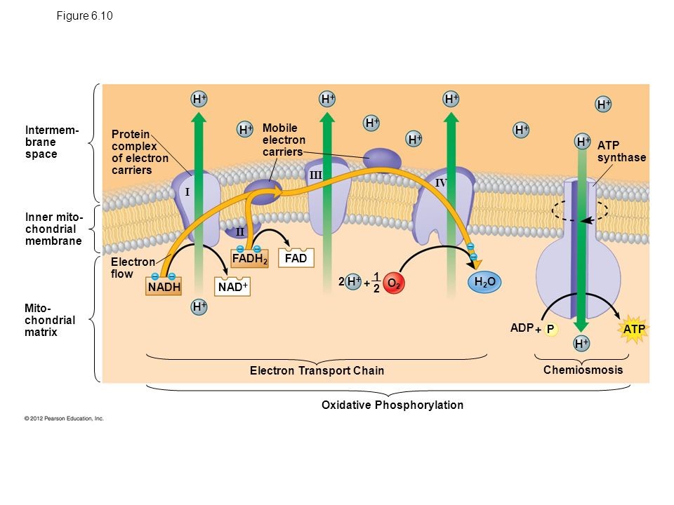 Oxidative Phosphorylation | Definition, Steps | A-Level Biology Revision