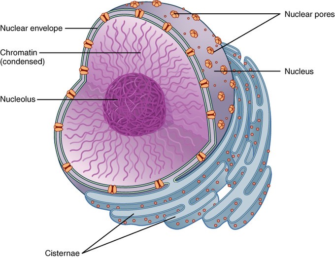 Plant And Animal Cells Shape Differences Gcse Biology Revision