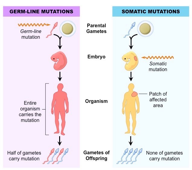 what type of mutation is scid