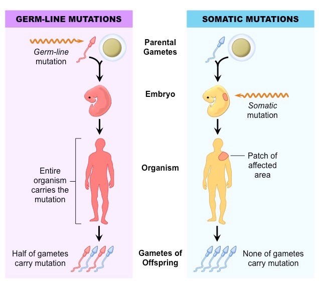 Genetic Mutations Definition Types Causes And Example 1023