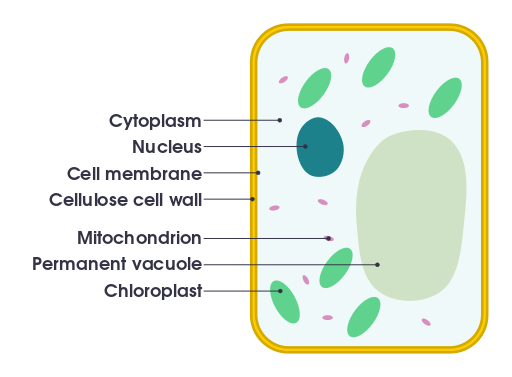 Cell Structure - Plant & Animal Cell | A-Level Biology Revision Notes