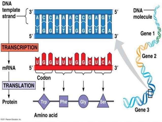 genetic mutation types