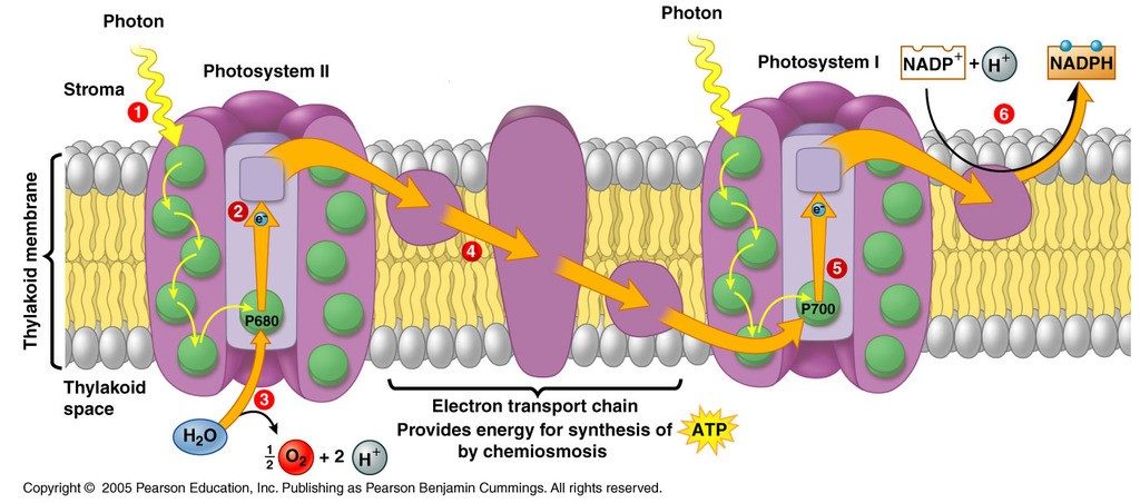 Photosynthesis Stages And Factors A Level Biology Revision